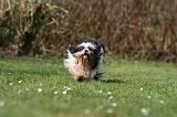 LHASSA APSO 292